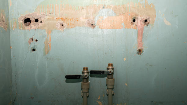 Best Water damage cleanup near me  in New Wilmington, PA